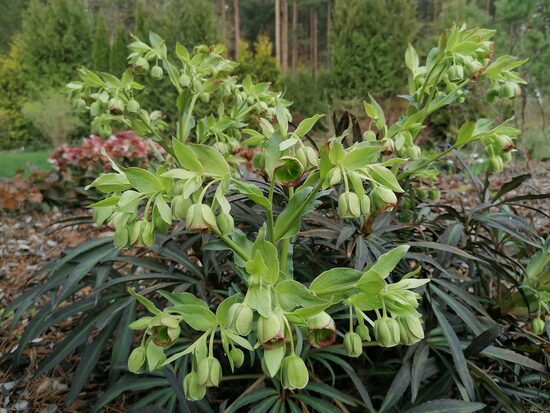 Helleborus foetidus- sniegaroze